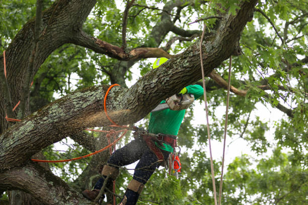 Best Tree Disease Treatment  in Holly Hill, SC